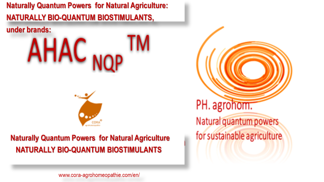 PH Agrohom. Ing. Majda Ortan sp Ob Meži 30 2391 Prevalje - EXCELLENT NATURAL, BIO-QUANTUM SUSTAINABLE SOLUTION to NATURALLY  PREVENT PROBLEMS with Tomato Leaf Miner/ Moth (TUTA ABSOLUTA POVOLNY)