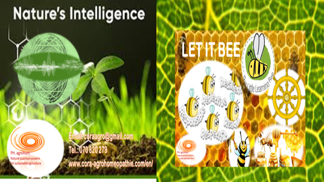 Slika6 - AN IMPORTANT SOLUTION FOR HUMANS and FOR HUMANITY, WHICH IS REVEAL TO US FROM NATURE BY - BEES