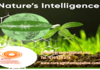 Slika8 200x140 - AN IMPORTANT SOLUTION FOR HUMANS and FOR HUMANITY, WHICH IS REVEAL TO US FROM NATURE BY - BEES