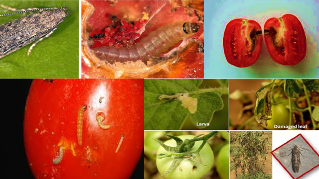 Tuta Absoluta Povolny 2. BIOQUANTUM NATURAL SOLUTION AHAC NQP TM B5 fruit moth fruit borer www.cora agrohomeopathie.com  - EXCELLENT NATURAL, BIO-QUANTUM SUSTAINABLE SOLUTION to NATURALLY  PREVENT PROBLEMS with Tomato Leaf Miner/ Moth (TUTA ABSOLUTA POVOLNY)