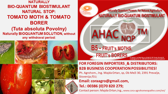 Tuta Absoluta Povolny BIOQUANTUM NATURAL SOLUTION AHAC NQP TM B5 fruit moth fruit borer www.cora agrohomeopathie.com  - EXCELLENT NATURAL, BIO-QUANTUM SUSTAINABLE SOLUTION to NATURALLY  PREVENT PROBLEMS with Tomato Leaf Miner/ Moth (TUTA ABSOLUTA POVOLNY)