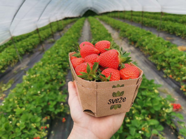 image - Strawberries -  Queens of polluters or human's health medicinal cardiovascular food - NO MORE NEEDED USE OF PESTICIDES USE IN BIGGER SCALE OF GROWING OF STRAWBERRIES, NEITHER IN HOME - GARDENING SIZE of GROWING of STRAWBERRIES!