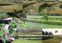 Project Buxus Slovenian National Park Arboretum V.P 200x140 - What was seemingly dead has come to life and lives well!