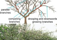 474550439 122158982054297636 6108387872540308101 n 200x140 - How to Prune Apple Trees for a Healthier, More Productive Harvest