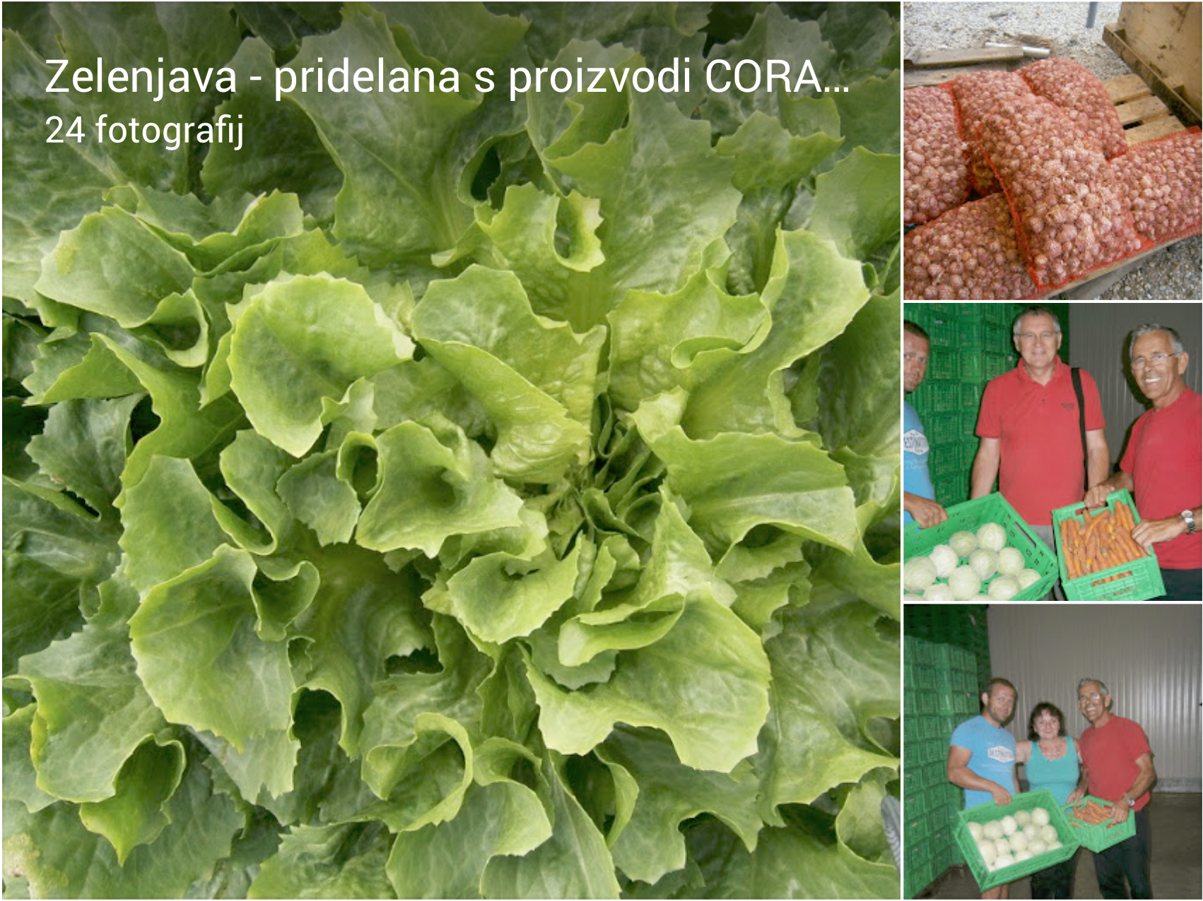 zelenjava 2014 - Zelenjava, pridelana s proizvodi CORA AGROHOMEOPATHIE, 2014