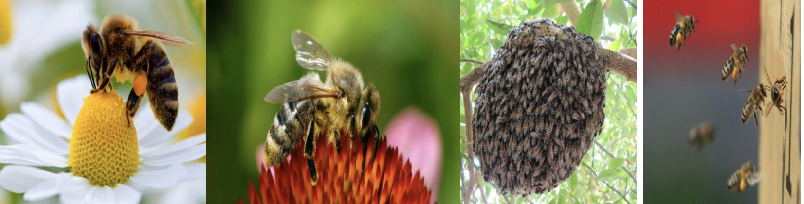 pomlad2017 - Pomladno prebujenje – sporočilo čebel in o sonaravni, trajnostni samooskrbni pridelavi na vrtovih in kmetijah – brez kemije, s celostno, agro-homeodinamično krepitvijo ravnovesja, vitalnosti in odpornosti rastlin – v vrtičkarski, kmetijski in vrtnarski pridelavi!