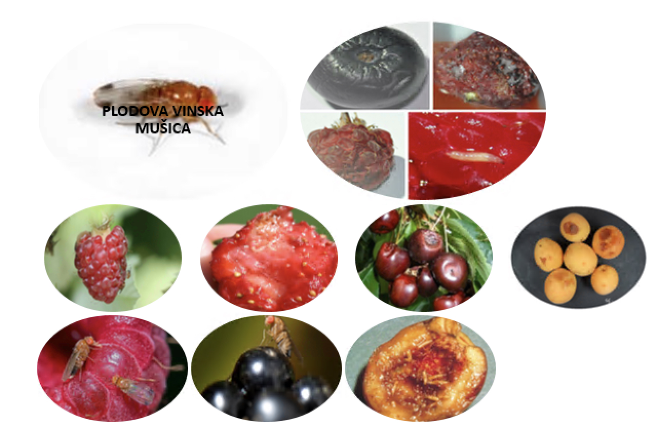 plodova vinska musica - Tudi za to imamo sonaravno rešitev: Drosophilia suzukii - Rdečeoka plodova vinska mušica, ki vam lahko uniči pridelek sadja in jagodičevja