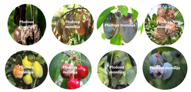 monilija skupaj sadje - Sadna gniloba-plodova monilija