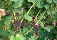 peronospora na grozdu 746x491 1 200x140 - Odlična pomoč pri težavah s peronosporo: naravna krepitev vinske trte in tudi hmelja