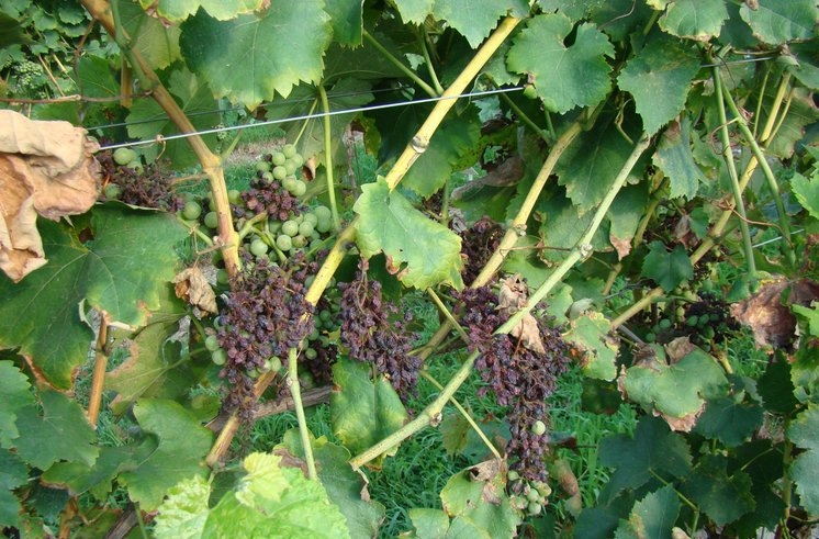 peronospora na grozdu 746x491 1 - Odlična pomoč pri težavah s peronosporo: naravna krepitev vinske trte in tudi hmelja