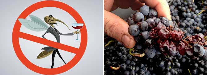 pest fly red wine acetic rot sour rot grapes bordeaux 10004508 - Odlična pomoč pri težavah s peronosporo: naravna krepitev vinske trte in tudi hmelja