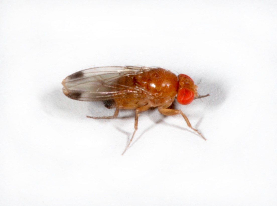 slika plodova vinska mušica 1 - Tudi za to imamo sonaravno rešitev: Drosophilia suzukii - Rdečeoka plodova vinska mušica, ki vam lahko uniči pridelek sadja in jagodičevja