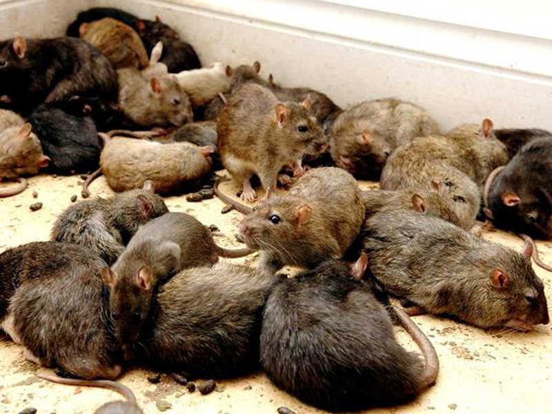 Mouse 4 - Odlična trajnejša rešitev težav: Varna, naravna obramba pred mišmi in podganami