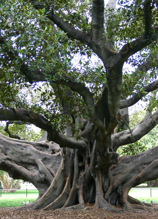 figtree33 - Rodovno drevo
