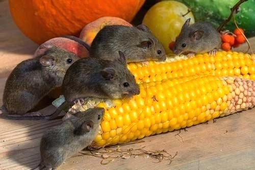 mice 2 - Odlična trajnejša rešitev težav: Varna, naravna obramba pred mišmi in podganami