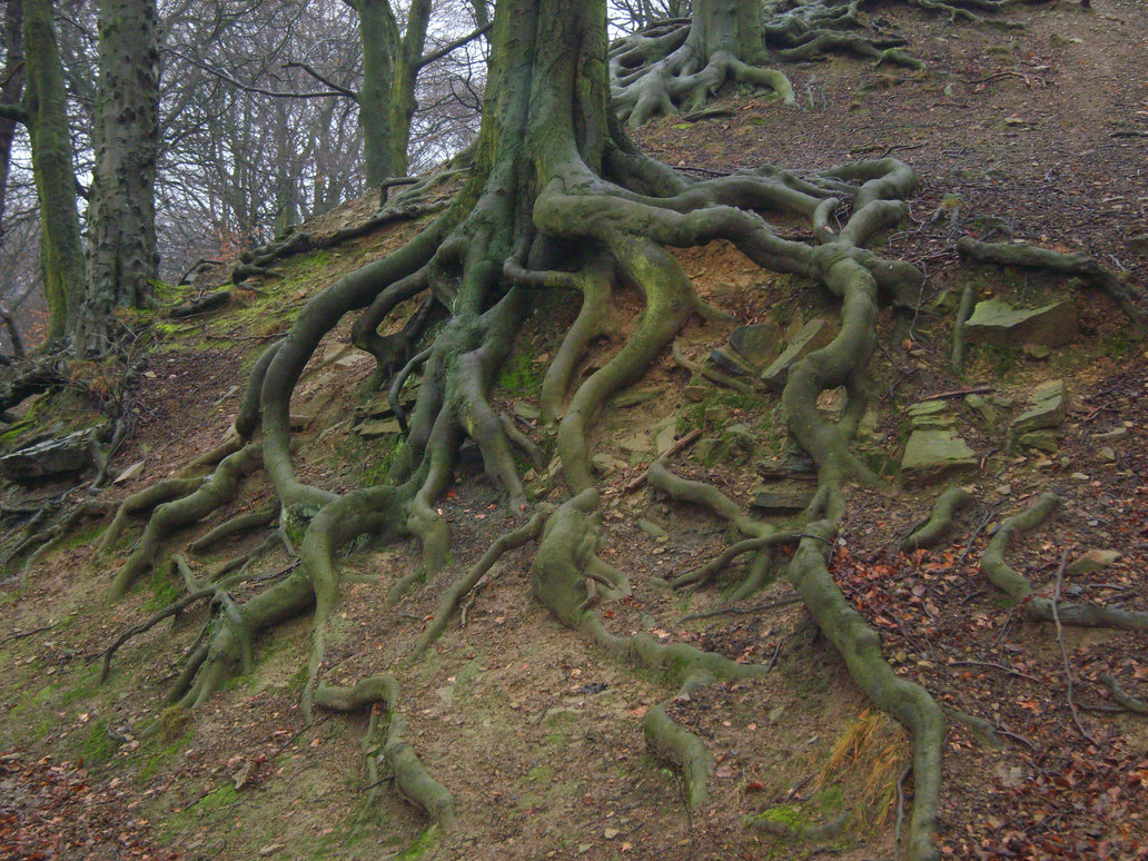 tree roots by paulinemoss d4e0rd1 - Rodovno drevo