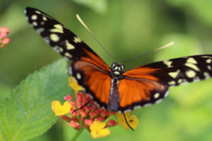 metulj 1 300x200 - Se splača prebrat – ni čudež, čeprav marsikdo misli, da je…