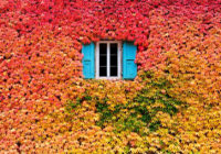 lepa autumn photography 2 2  880 200x140 - Poplave, topla jesen in prilagoditve - v kmetijstvu, vrtnarstvu, vrtičkarstvu - kaj in kako!