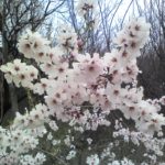 Apricot tree flowers cvetoča marelica 150x150 - Pričelo je brstenje breskev, nektarin, marelic. Nemudoma je treba pričeti z njihovo krepitvijo na breskovo kodravost in na luknjičavost koščičarjev. Nudimo odlično naravno krepitev, brez kemičnih aktivnih snovi!