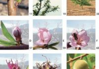 Phenological growth stages of Flordastar peach trees according to the BBCH numbers Q320 200x140 - Pričelo je brstenje breskev, nektarin, marelic. Nemudoma je treba pričeti z njihovo krepitvijo na breskovo kodravost in na luknjičavost koščičarjev. Nudimo odlično naravno krepitev, brez kemičnih aktivnih snovi!