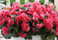 07 Begonia Evi Bright Pink 200x140 - Cvetoče in zeleno okrasje v vsej svoji bujni krasoti - preberite, kako to dosežete enostavno in naravno!