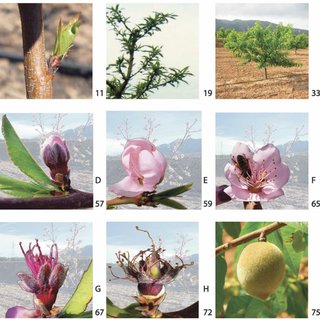 Phenological growth stages of Flordastar peach trees according to the BBCH numbers Q320 - Kako v tem spomladanskem  času krepiti koščičarje (breskve, marelice, slive, češnje, nektarinke)?
