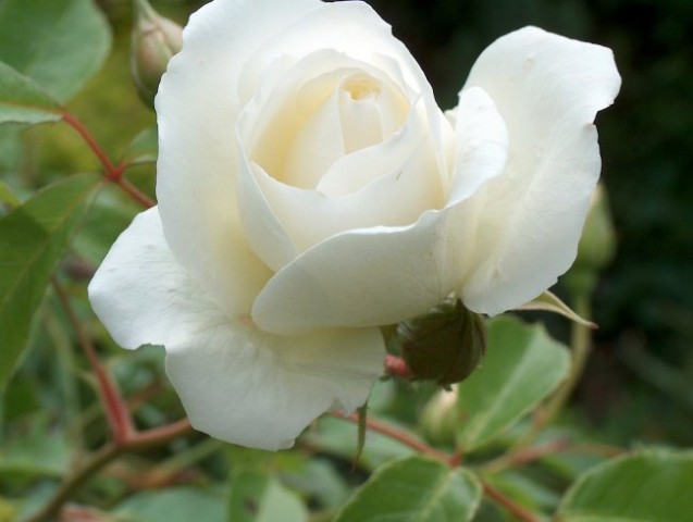 grmicasta vrtnica 1 bela avtor katrinca rastline mojforum si - Cvetoče in zeleno okrasje v vsej svoji bujni krasoti - preberite, kako to dosežete enostavno in naravno!