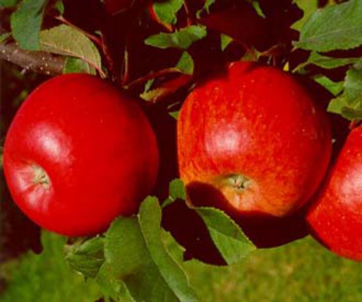 395 1 topaz 1 - Okvirni pridelovalni program za pridelavo naravnih jabolk - uspešno, učinkovito, brez kemije - s proizvodi Cora agrohomeopathie®