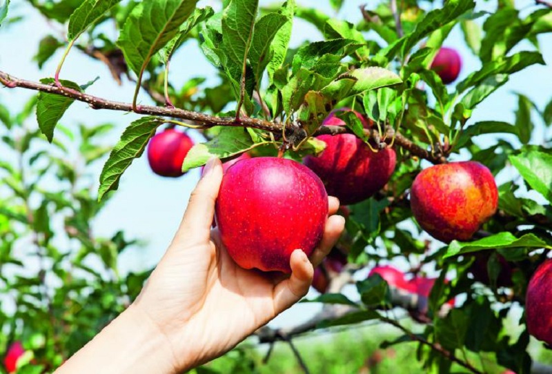 jabolko sadje jablana1 - Okvirni pridelovalni program za pridelavo naravnih jabolk - uspešno, učinkovito, brez kemije - s proizvodi Cora agrohomeopathie®