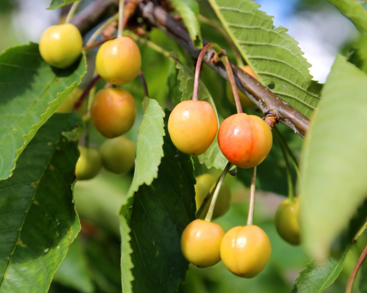 Prunus Avium Stella Gisela 5 cherries 07072015 1280x1024 - Gnilih sadovnjakov si res ne želite - NARAVNI STOP za plodovo monilijo (oz. sadno gnilobo). Za češnje je mnogokje že čas za to!