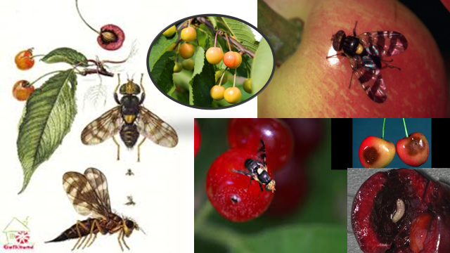 Slika4 - Češnjeva muha in plodova vinska mušica - odlična naravna rešitev, brez karence, dovoljena v ekološki pridelavi
