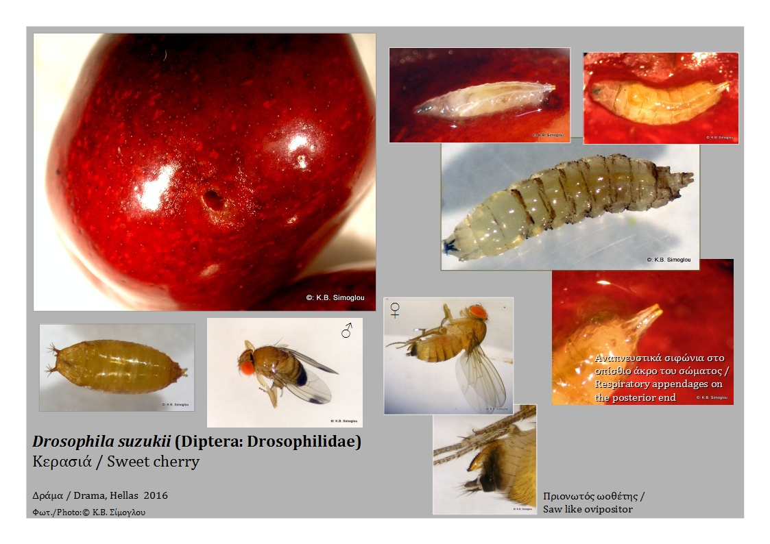 drosophila suzukii  cherry - Češnjeva muha in plodova vinska mušica - odlična naravna rešitev, brez karence, dovoljena v ekološki pridelavi