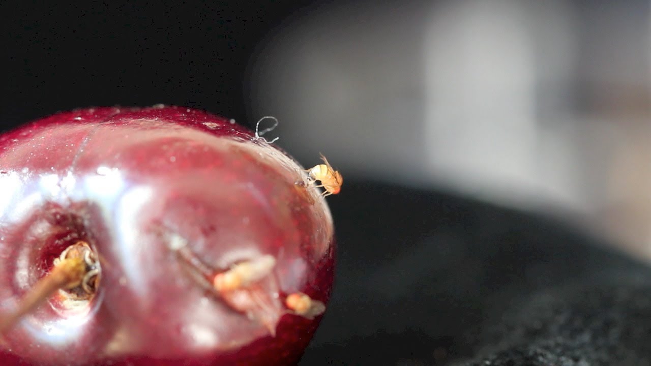 maxresdefault - Češnjeva muha in plodova vinska mušica - odlična naravna rešitev, brez karence, dovoljena v ekološki pridelavi
