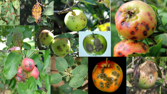 Slika1 - NARAVNI STOP ZA ŠKRLUP - na jablanah, hruškah, breskvah, nektarinah