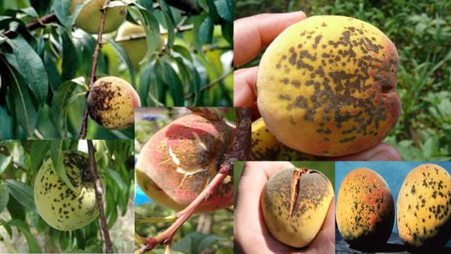 Slika3 - NARAVNI STOP ZA ŠKRLUP - na jablanah, hruškah, breskvah, nektarinah
