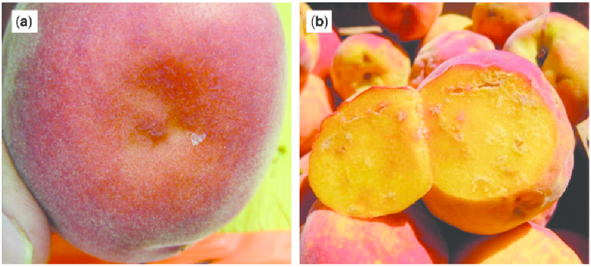 H halys feeding injury on peach fruit a surface deformation depression b internal - NARAVNI STOP - Marmorirana smrdljivka       (Halyomorpha halys), stenica ki v Sloveniji že napada večino vrst pridelkov.