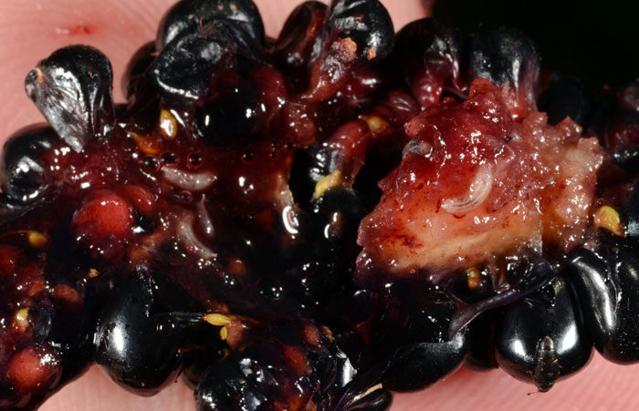 SWDrosophilaLarvaeInsideBlkberry robide - NARAVNI STOP: Plodova vinska mušica (Drosophila suzukii) - ki je nočna mora sadjarjev, vinogradnikov, pridelovalcev jagodičevja! Da jo preprečite, ukrepajte nemudoma! Z našim naravnim proizvodom POVSEM BREZ KARENCE, ki je dovoljen tudi v ekološki pridelavi. V uporabi že od leta 2015!