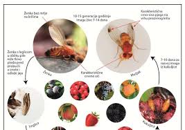 images 2 1 - NARAVNI STOP: Plodova vinska mušica (Drosophila suzukii) - ki je nočna mora sadjarjev, vinogradnikov, pridelovalcev jagodičevja! Da jo preprečite, ukrepajte nemudoma! Z našim naravnim proizvodom POVSEM BREZ KARENCE, ki je dovoljen tudi v ekološki pridelavi. V uporabi že od leta 2015!