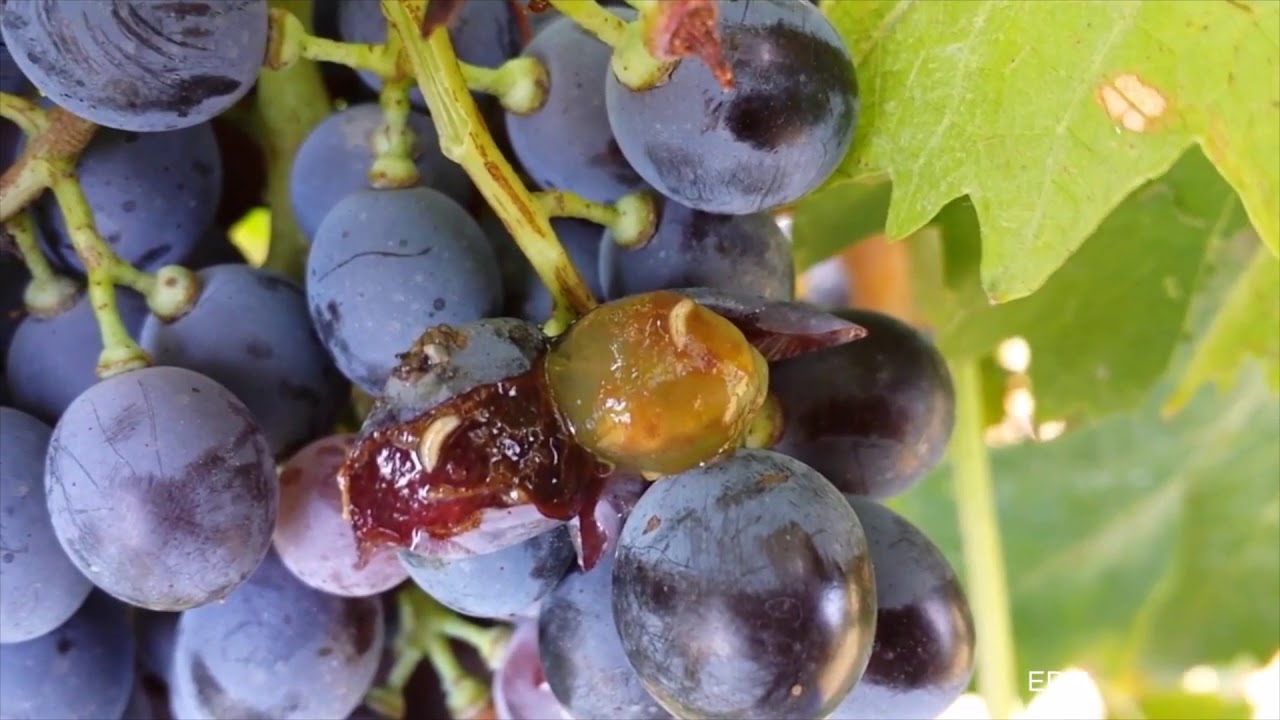 maxresdefault na grozdju 1 - NARAVNI STOP: Plodova vinska mušica (Drosophila suzukii) - ki je nočna mora sadjarjev, vinogradnikov, pridelovalcev jagodičevja! Da jo preprečite, ukrepajte nemudoma! Z našim naravnim proizvodom POVSEM BREZ KARENCE, ki je dovoljen tudi v ekološki pridelavi. V uporabi že od leta 2015!