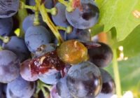 maxresdefault na grozdju 200x140 - NARAVNI STOP: Plodova vinska mušica (Drosophila suzukii) - ki je nočna mora sadjarjev, vinogradnikov, pridelovalcev jagodičevja! Da jo preprečite, ukrepajte nemudoma! Z našim naravnim proizvodom POVSEM BREZ KARENCE, ki je dovoljen tudi v ekološki pridelavi. V uporabi že od leta 2015!