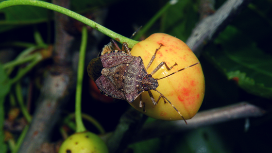 stinkbug blog2 cherry 1 - NARAVNI STOP - Marmorirana smrdljivka       (Halyomorpha halys), stenica ki v Sloveniji že napada večino vrst pridelkov.