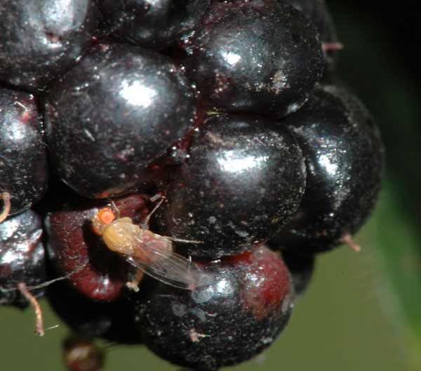 swd2 600px robide - NARAVNI STOP: Plodova vinska mušica (Drosophila suzukii) - ki je nočna mora sadjarjev, vinogradnikov, pridelovalcev jagodičevja! Da jo preprečite, ukrepajte nemudoma! Z našim naravnim proizvodom POVSEM BREZ KARENCE, ki je dovoljen tudi v ekološki pridelavi. V uporabi že od leta 2015!