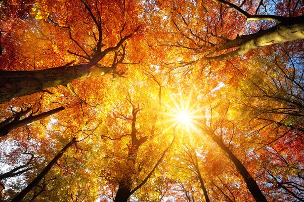 0 Autumn sun shining through tree canopy - Kvantni preskok v jesensko enakonočje na 100 Hz