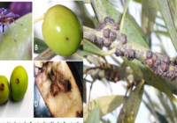 Slika1 200x140 - Krepitev vitalnosti in odpornosti oljk (oljčna muha, oljčni kapar, krepitev oljk v rastni sezoni)