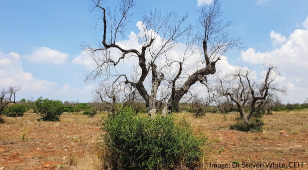 X. fas in olive trees in Puglia Italy by Dr Steven White CEH 1 615x340 - Krepitev vitalnosti in odpornosti oljk (oljčna muha, oljčni kapar, krepitev oljk v rastni sezoni)
