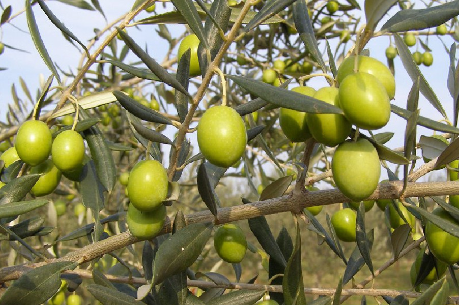 oljka - Krepitev vitalnosti in odpornosti oljk (oljčna muha, oljčni kapar, krepitev oljk v rastni sezoni)
