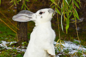 rabbit wants 300x200 - "Prijatelji" vašega (sadnega) vrta pozimi