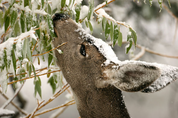 winter deer feeding 1 - "Prijatelji" vašega (sadnega) vrta pozimi