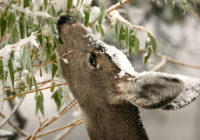 winter deer feeding 200x140 - "Prijatelji" vašega (sadnega) vrta pozimi
