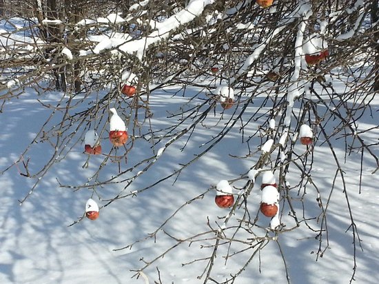 winter orchard sadovnjak zimski pozimi - Danes sejte božično pšenico